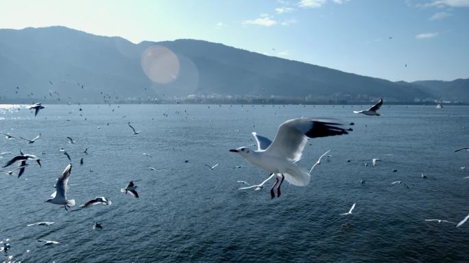 湖边海鸟飞翔