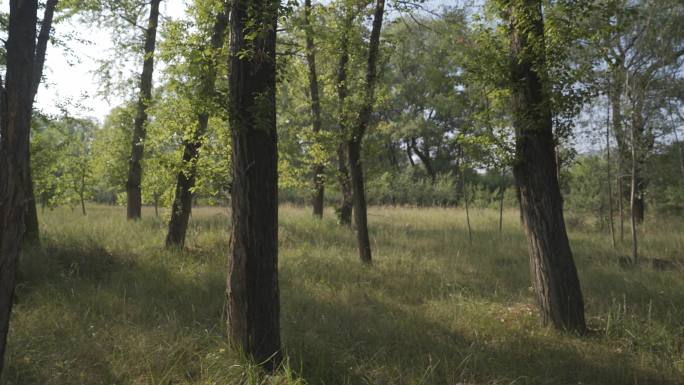 时光  森林  树  草  行走