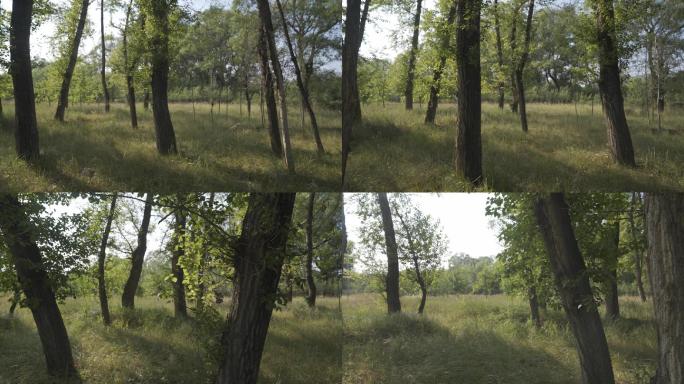 时光  森林  树  草  行走