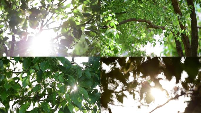 阳光树叶逆光唯美镜头光影光斑4K60帧
