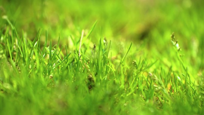 草地绿地光影春天阳光下自然绿色小草
