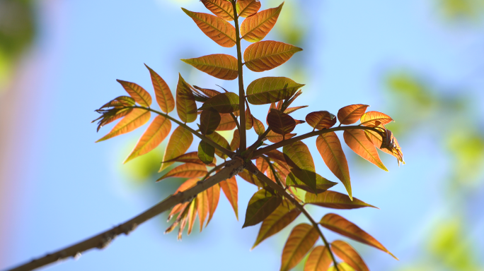 香椿树发芽