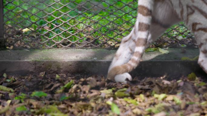 孟加拉虎、白老虎、白虎