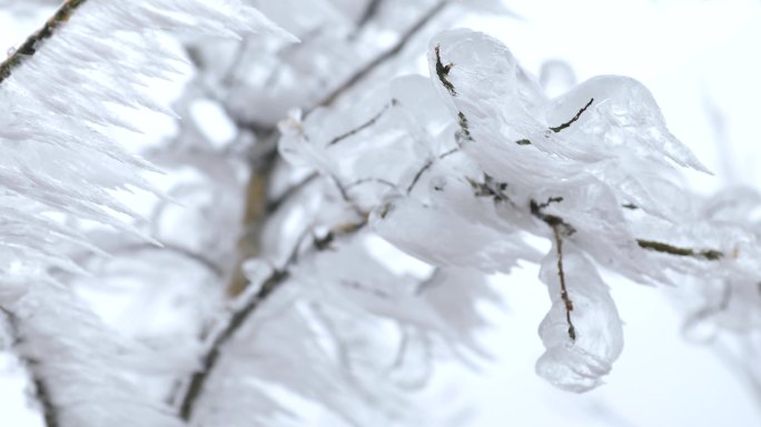 冰雪树枝雾凇冰凌树上的冰凌冰冻树上结冰