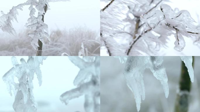 冰雪树枝雾凇冰凌树上的冰凌冰冻树上结冰
