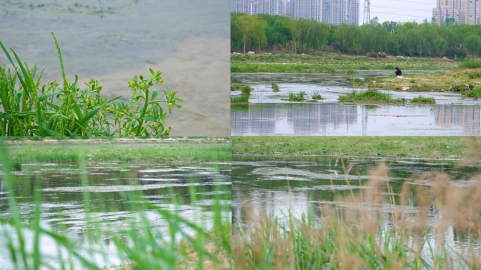 春天小河流水青草芦苇河岸边孤独安静