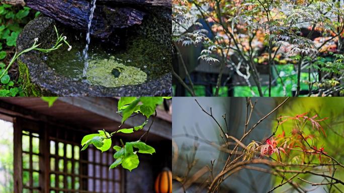 立夏阳光树叶空镜头意境植物