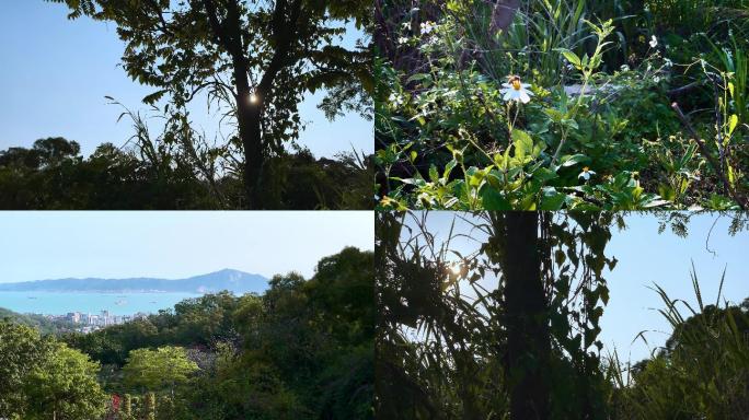 春风拂过逆光树叶蜜蜂飞山顶望海落叶