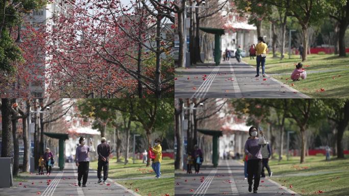 深圳 城市 街道 木棉花 春天 行人