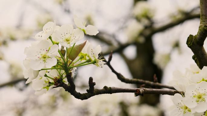 花朵开放