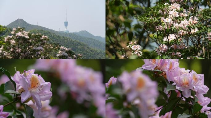 深圳梧桐山电视塔 杜鹃花 城市 罗湖区