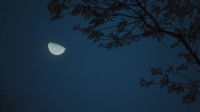 夜幕降临傍晚树影月亮风景