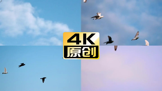 高速摄影 信鸽 赛鸽 4K 和平鸽
