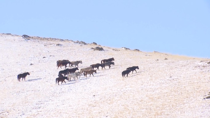 冬季马群在白雪皑皑的山坡上觅食吃草
