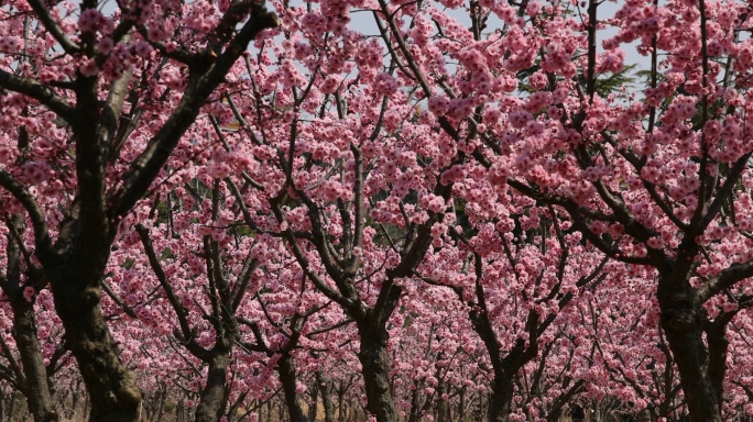 4k素材 春季 花