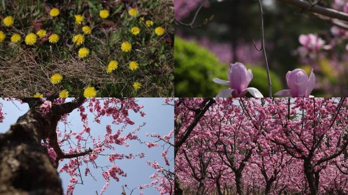 4k素材 春季 花