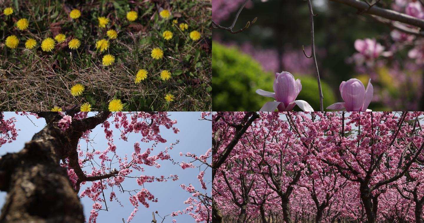4k素材 春季 花