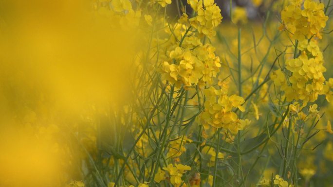 盛开的油菜花4K视频