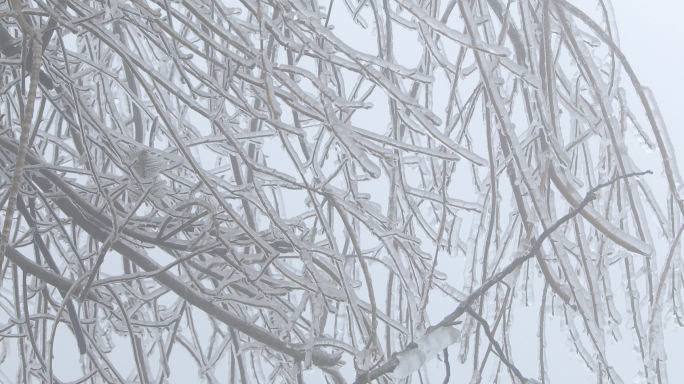 冰天雪地树木结冰玉树琼枝树枝上的冰凌