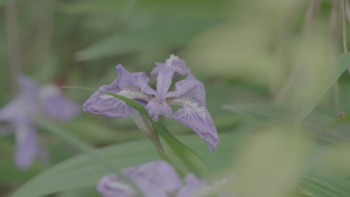 鸢尾花开花+未调色