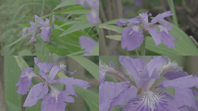 鸢尾花开花+未调色