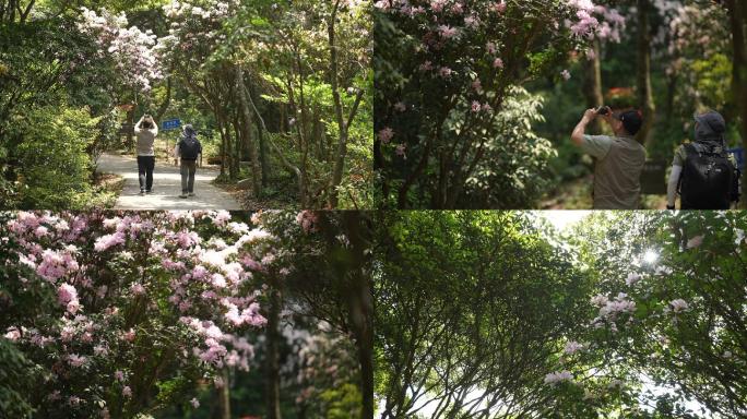 深圳梧桐山 游客 登山赏花 杜鹃花