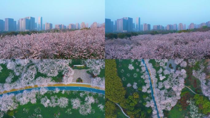 金匮公园樱花步道航拍2.5K（50帧）
