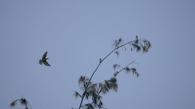 树上蜂虎鸟-慢镜头