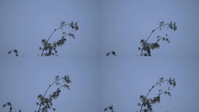 树上蜂虎鸟-慢镜头