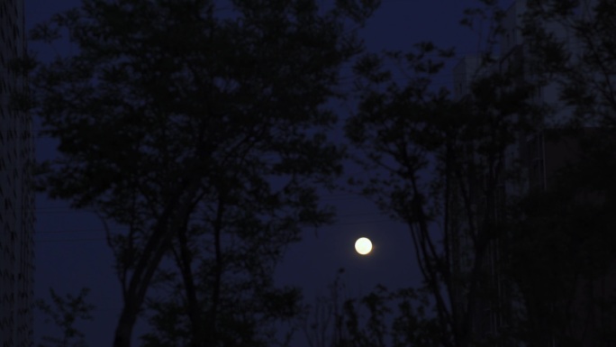 夜幕降临傍晚树影小区风景