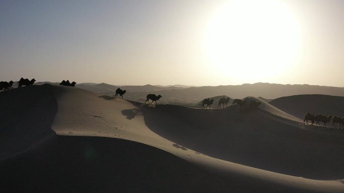沙漠 恶略的生存环境 驼铃 阿拉善骆驼