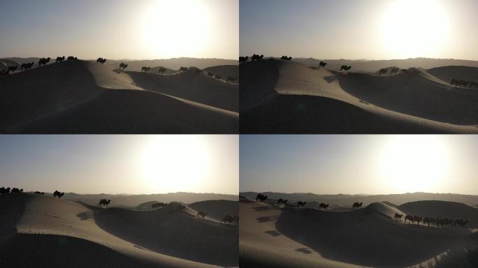 沙漠 恶略的生存环境 驼铃 阿拉善骆驼