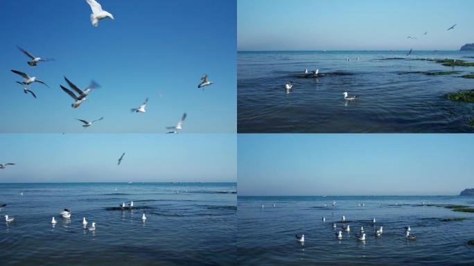 海鸥成群起飞航拍