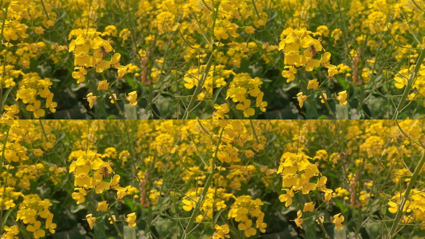 油菜花田蜜蜂特写(原始素材)