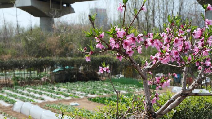 都市里的小菜园