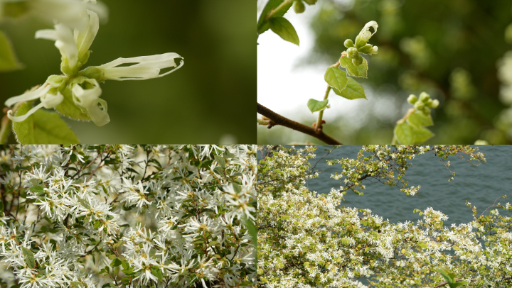 白花檵木 金缕梅花树