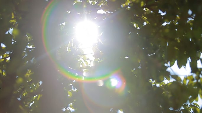 阳光透过树叶原创实拍素材