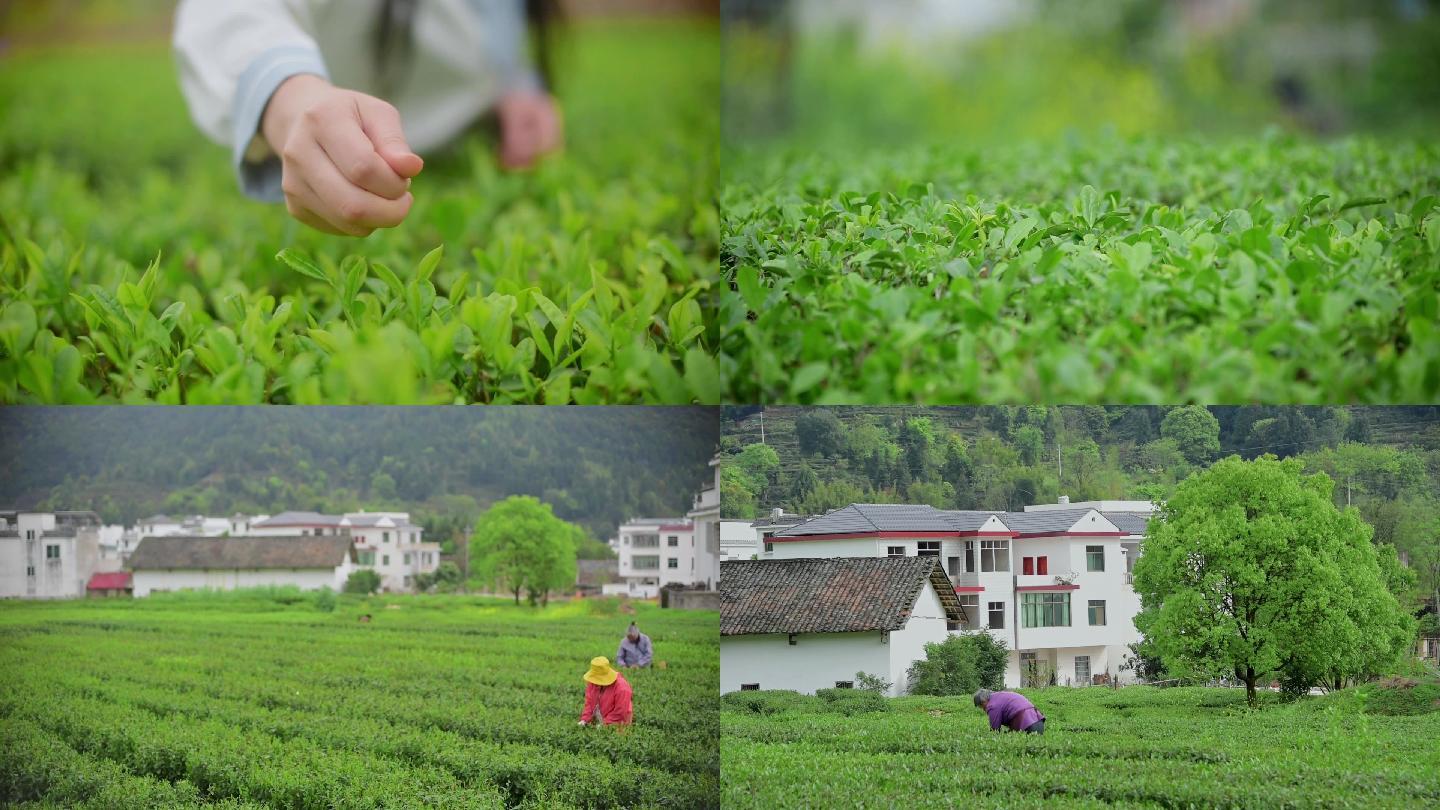 春茶茶园采茶茶叶