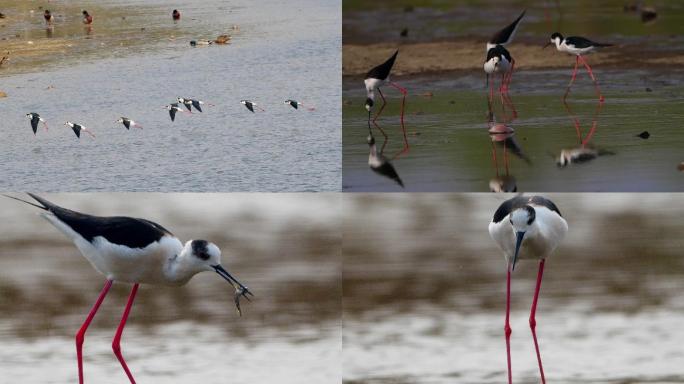 湿地里的鸟儿黑翅长脚鹬