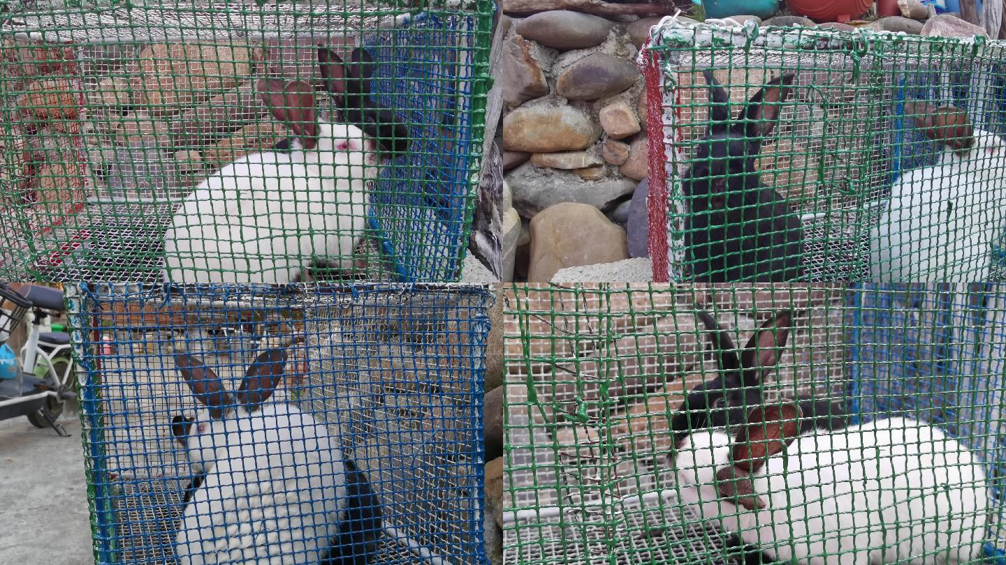 笼子 里的 兔子 白兔子 黑兔子