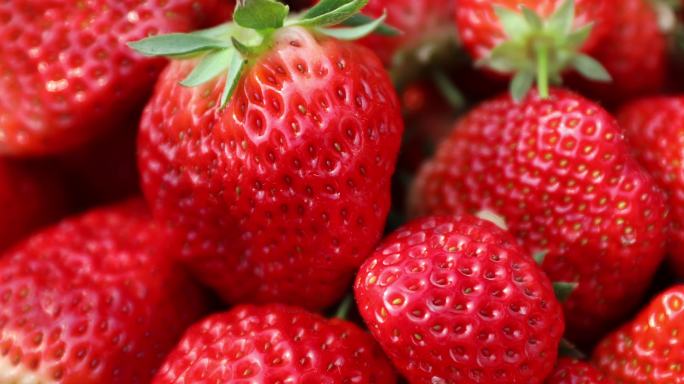 草莓 摘草莓 采摘 大草莓 草莓基地