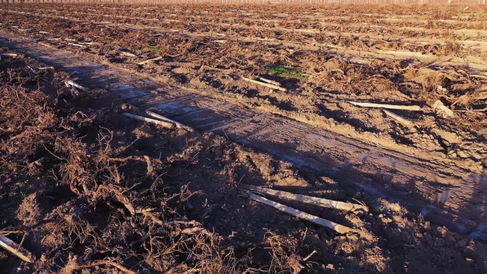 挖葡萄 毁坏葡萄 毁坏庄稼 产业结构调整