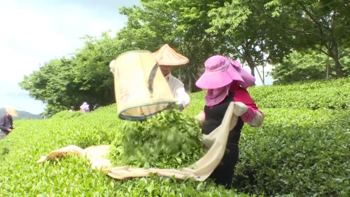 茶农 收茶 晒茶