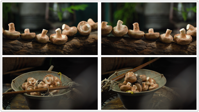 香菇蘑菇猪肚菇