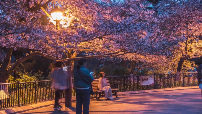 青岛中山公园樱花夜景8K