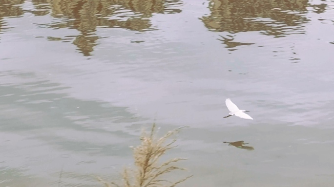 水边一只白鹭飞