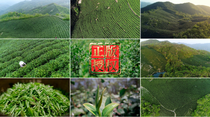 信阳毛尖手工茶茶叶茶山茶园采茶茶绿茶春茶