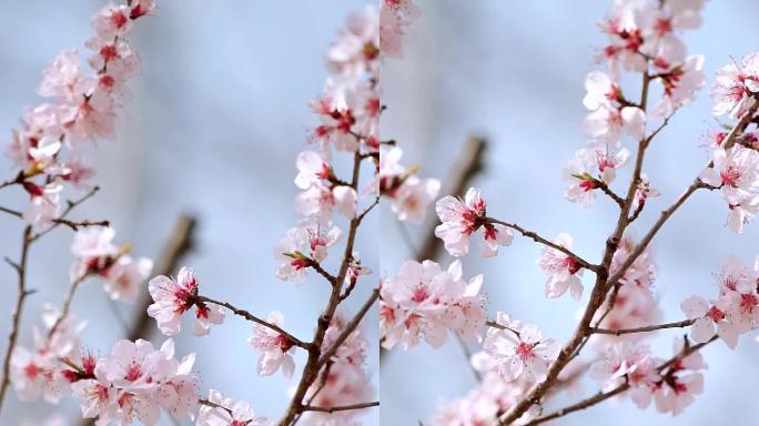 北京春天公园里绽放的山桃花