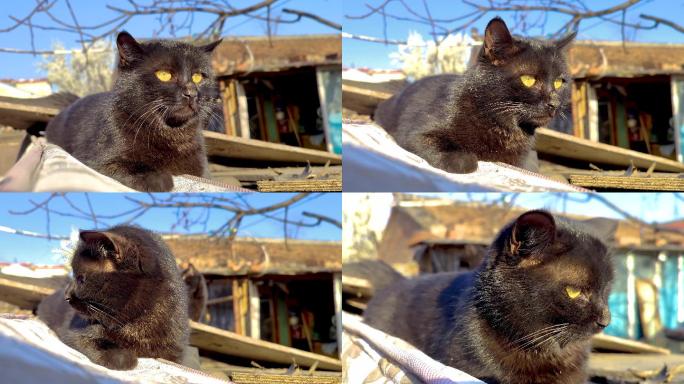 村庄里的大黑猫视频素材4k高清原创