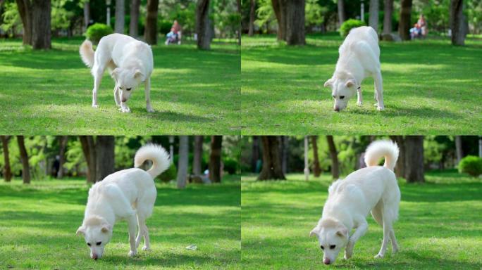 在公园草地上玩耍的白色宠物狗